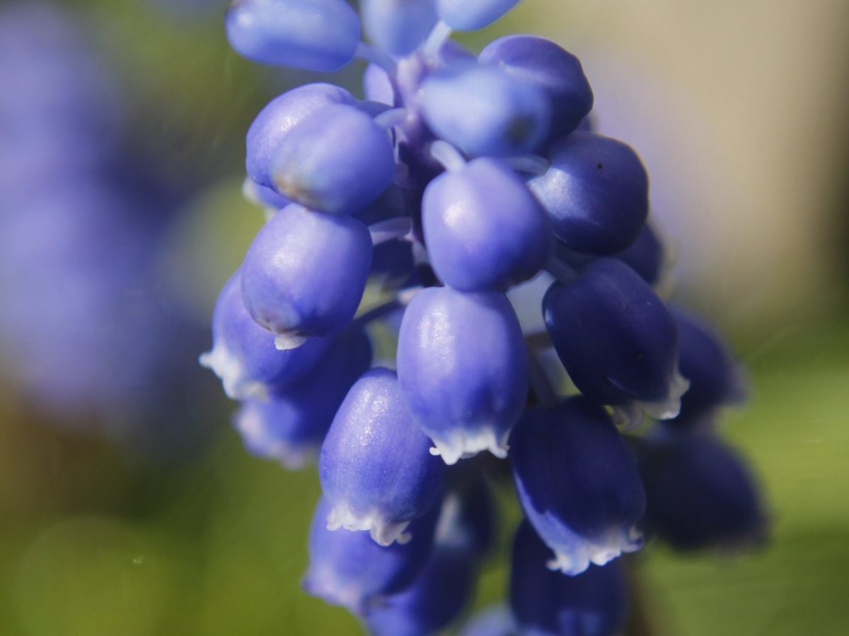 Muscari