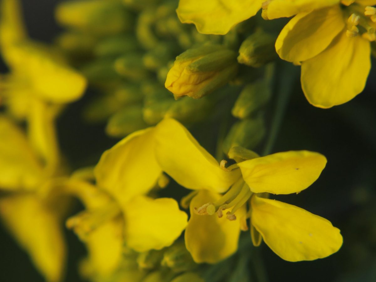 Brassica sp.