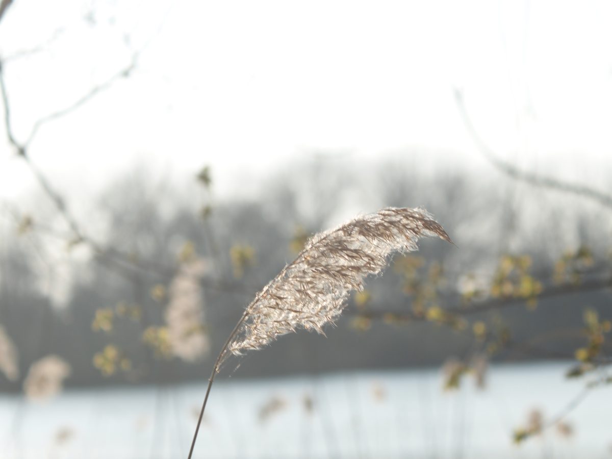 Reeds in the wild (2/2)