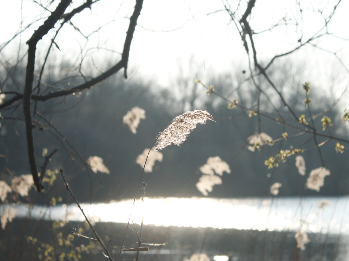 Reeds in the wild (1/2)