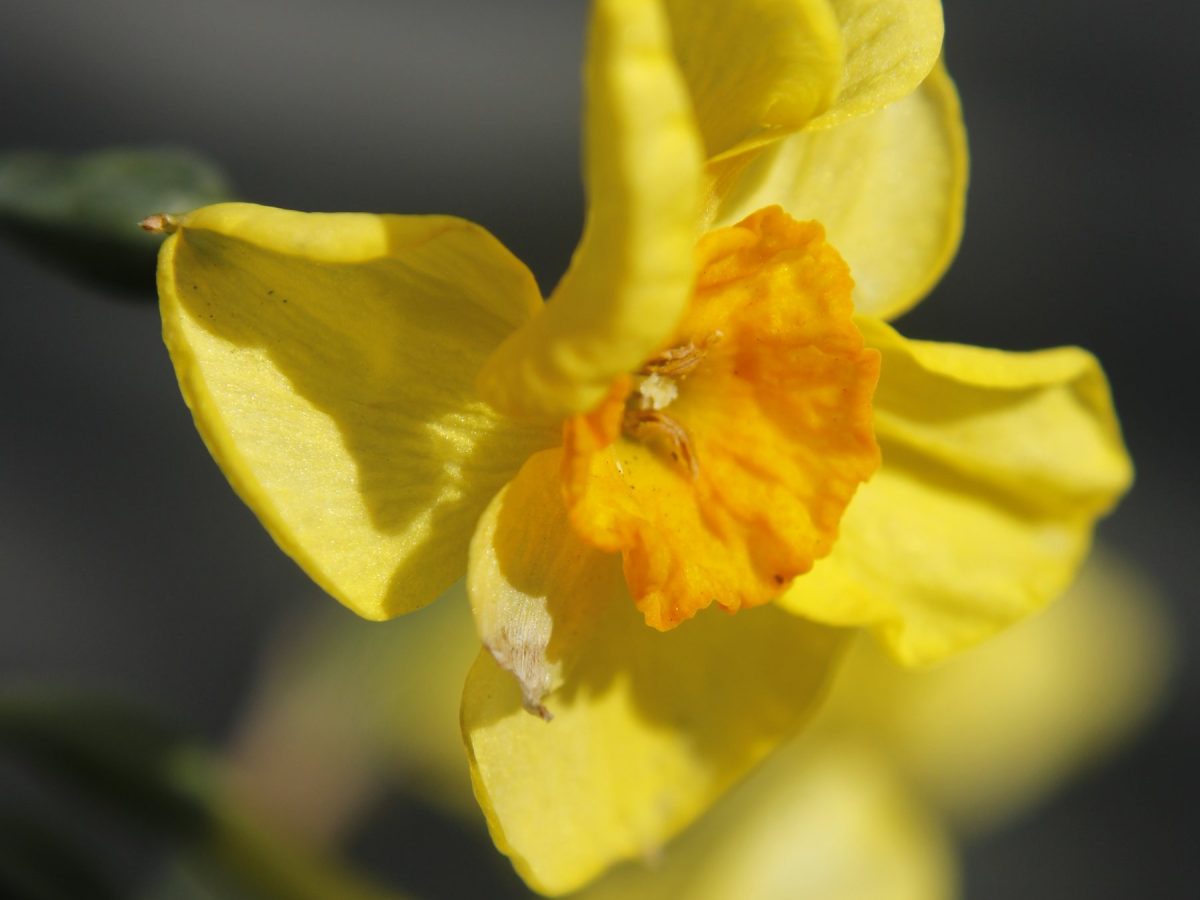 Narcissus