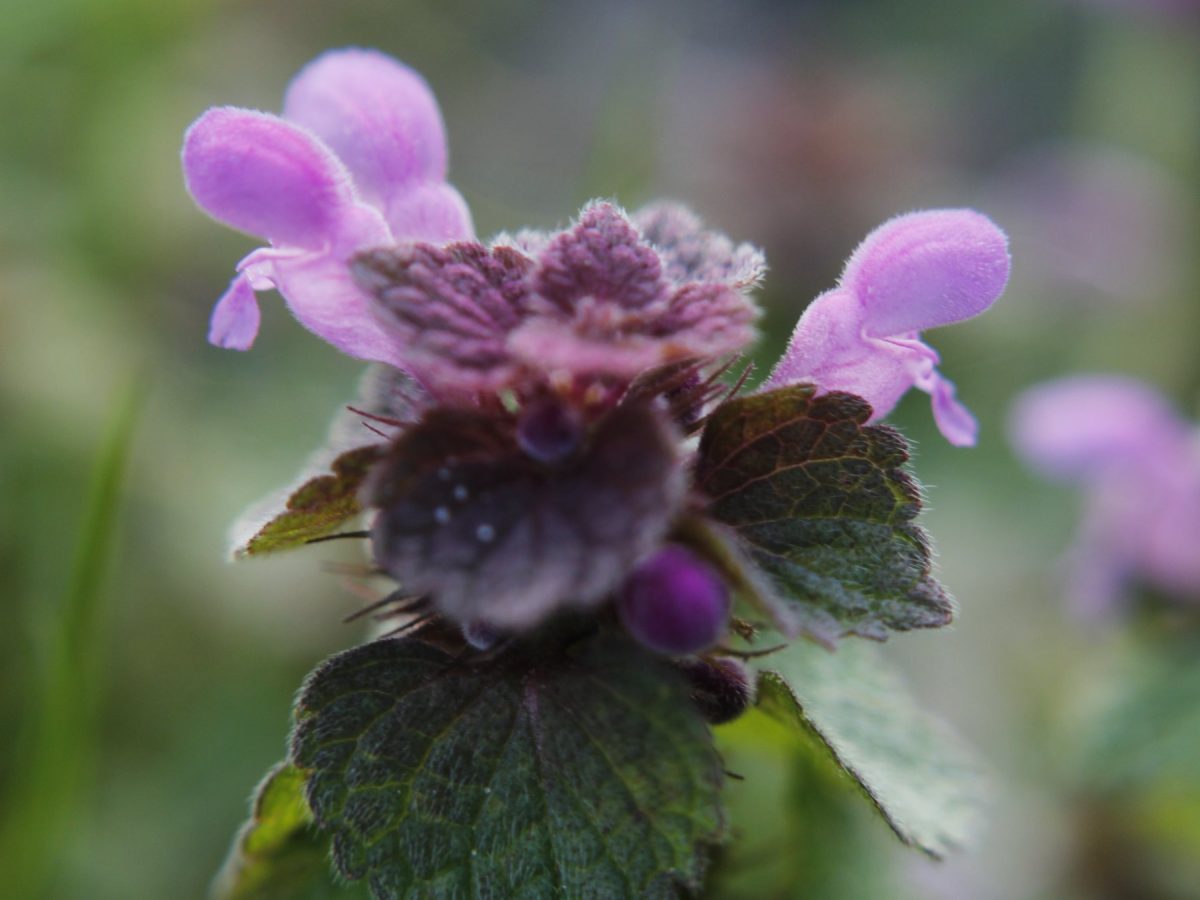 Lamium purpureum