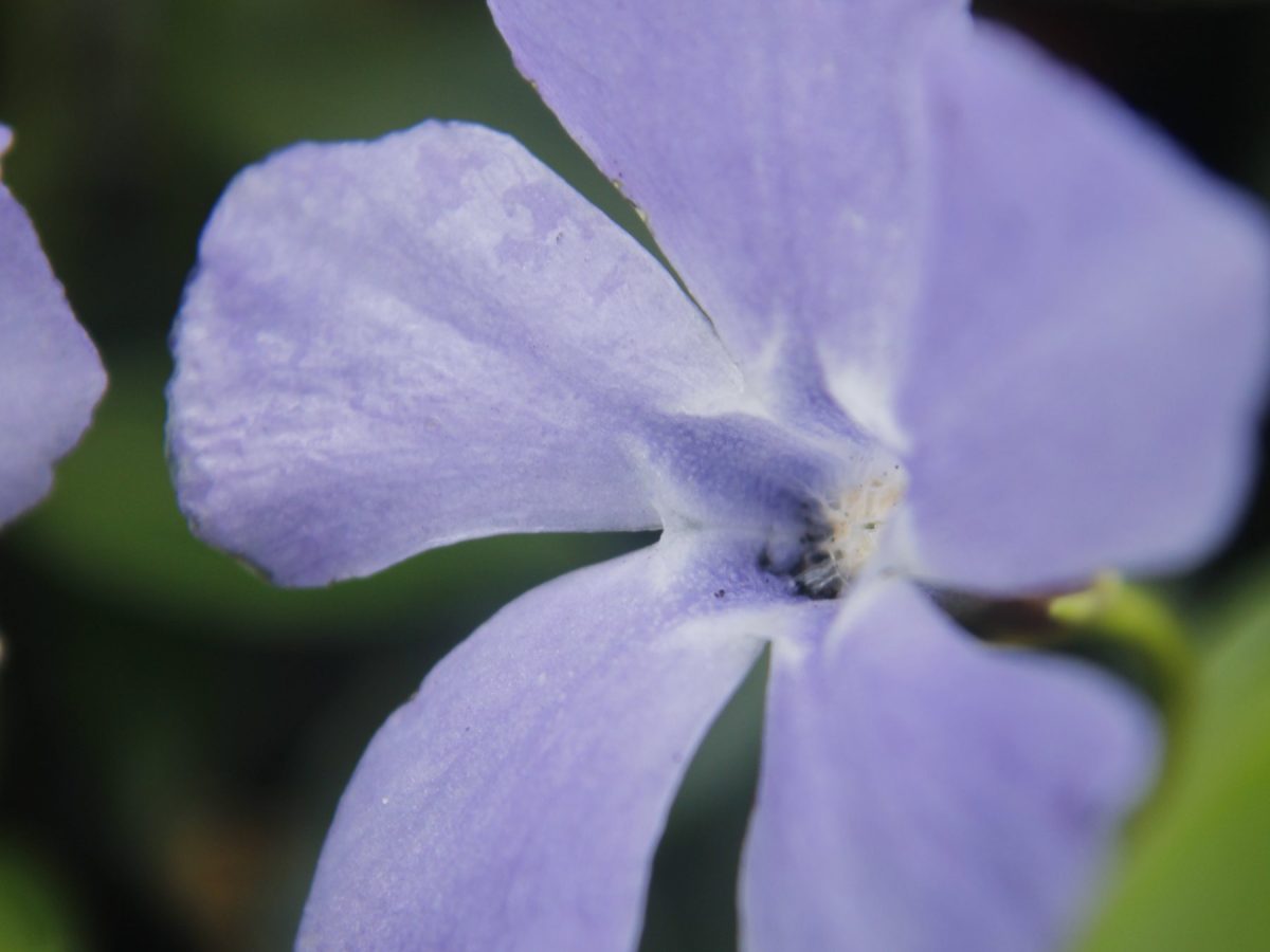 Vinca minor