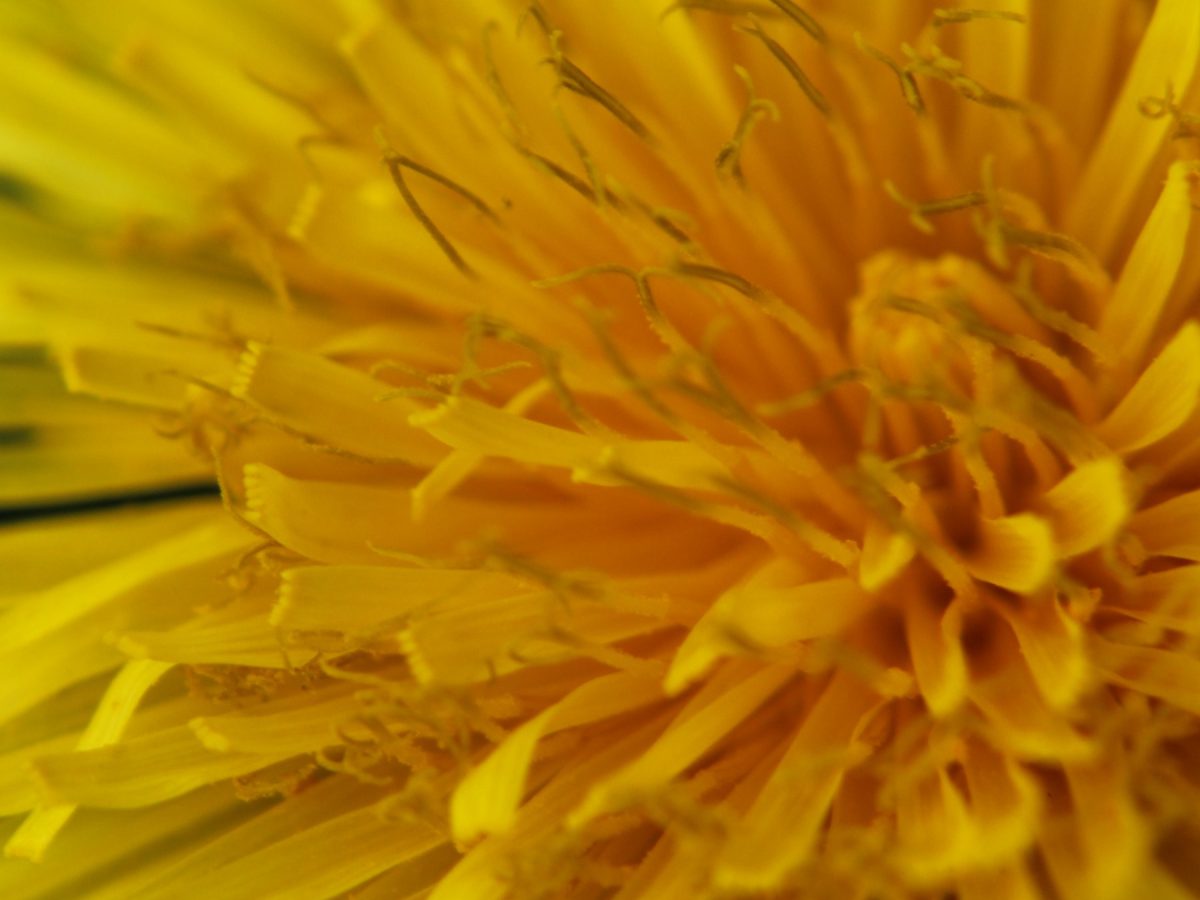 Taraxacum officinale